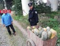 福山网红吃瓜事件视频,揭秘背后真相与网络舆论风暴