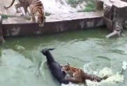 江苏动物园爆料视频最新,神秘动物现身，引游客热议！