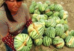 圈内人爆料西瓜特效