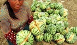 圈内人爆料西瓜特效