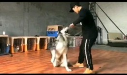 爆料犬道视频,视频爆料揭示不为人知的真实世界