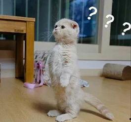 猫咪再见娱乐吃瓜酱,揭秘娱乐圈幕后趣闻